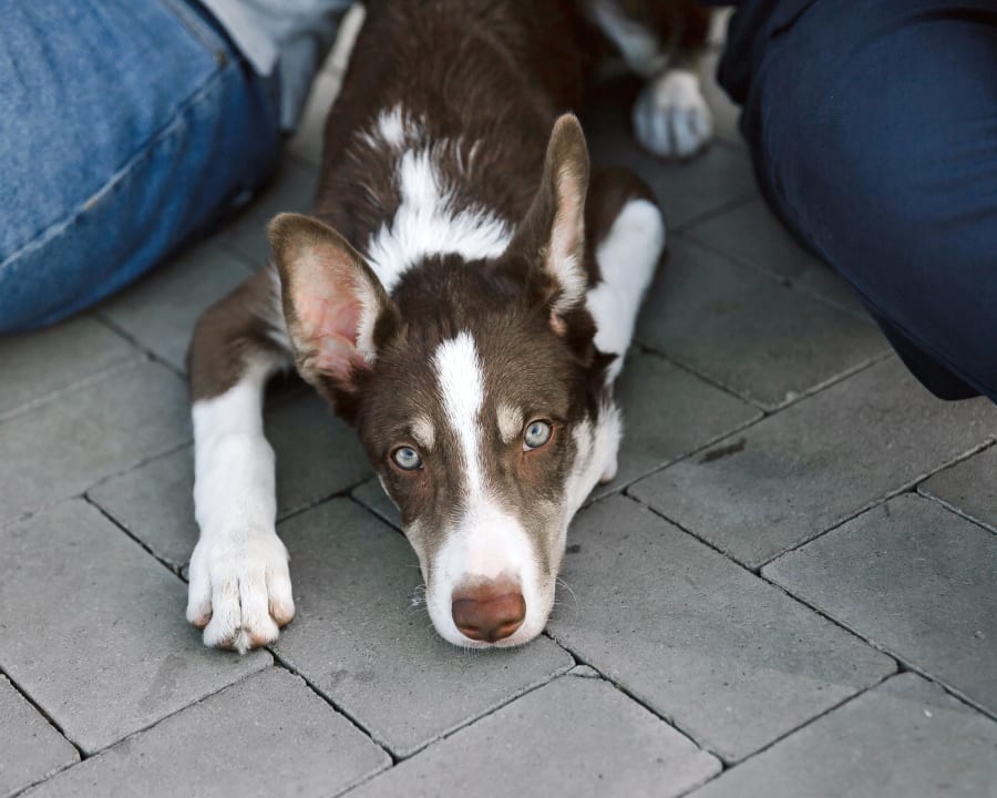 Medical Boarding for Cats & Dogs, Sturgis Vet