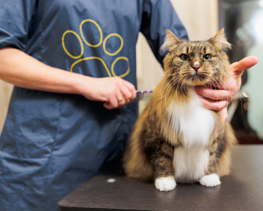 Small Dog & Cat Grooming, Sturgis Veterinarians