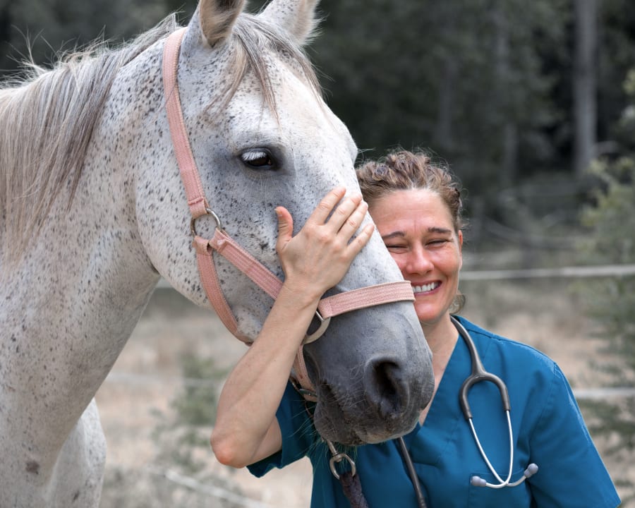 Equine breeding & reproduction, Sturgis Vets