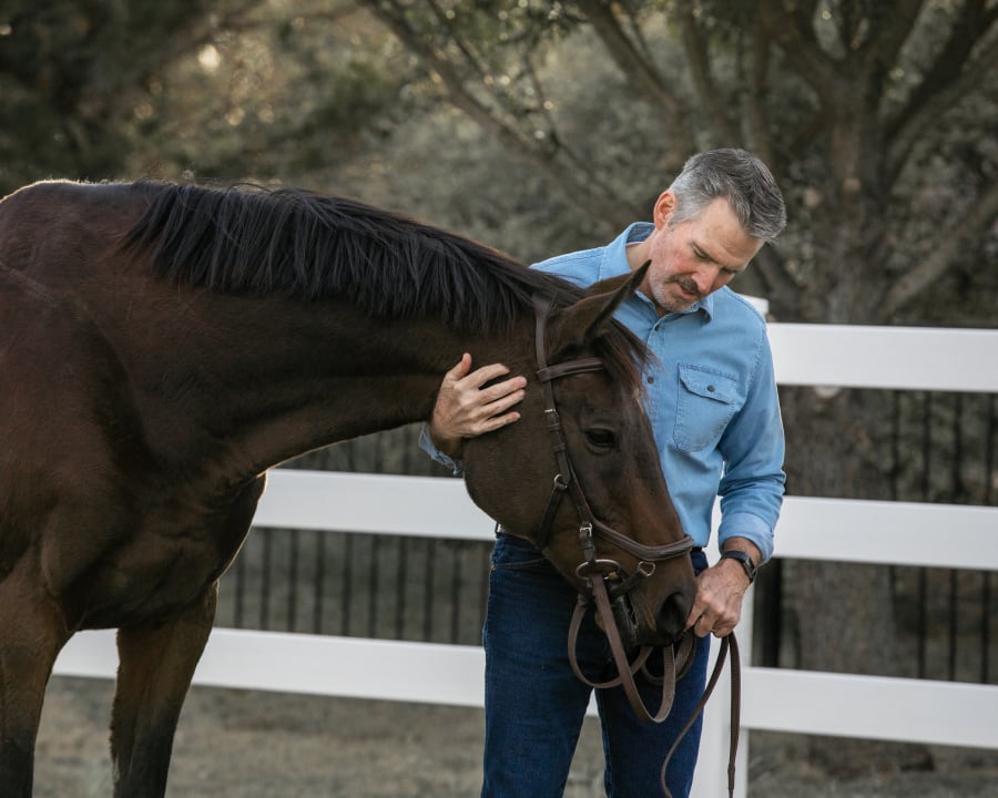 Equine Chiropractic, Sturgis Vets