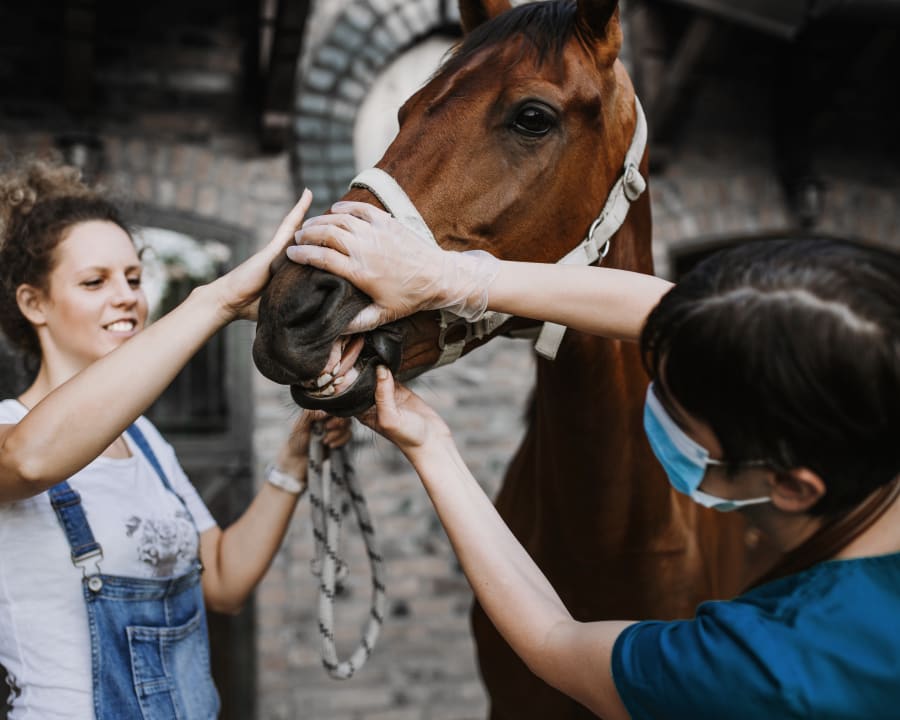 Equine Dentistry, Sturgis Vets