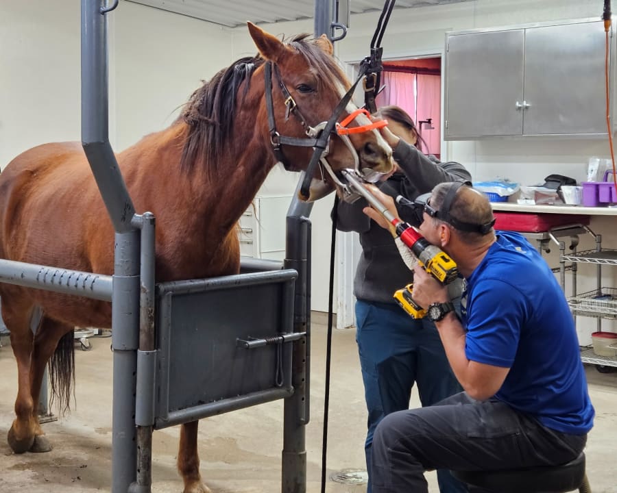 Equine Dentistry, Sturgis Vets