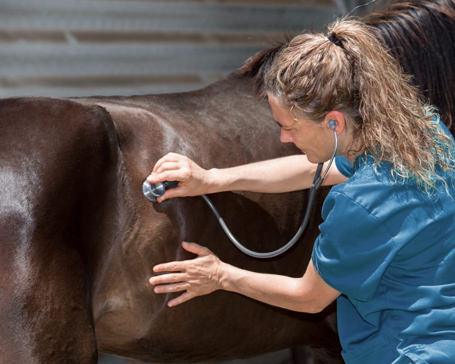 Equine Lameness Evaluations, Sturgis Vets