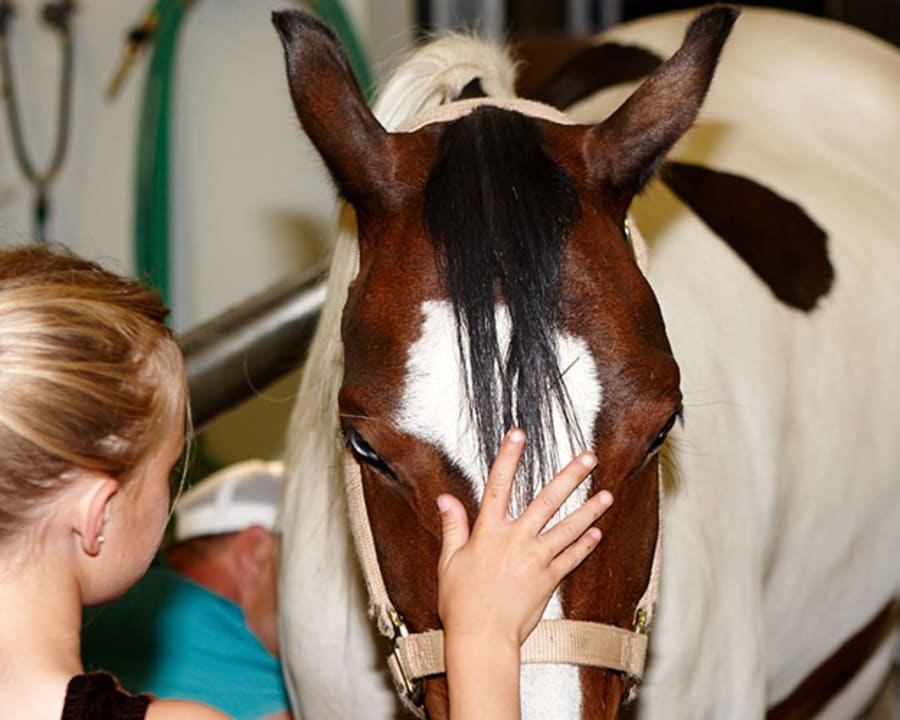 Equine Pre-purchase Exams, Sturgis Vets