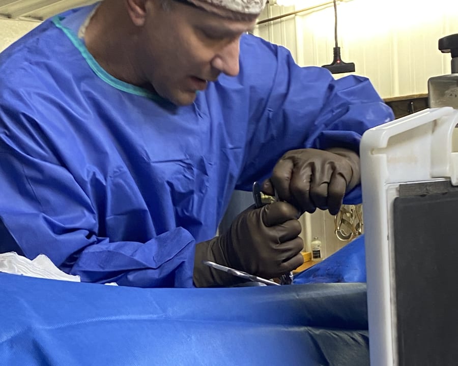 Equine Surgery, Sturgis Vets