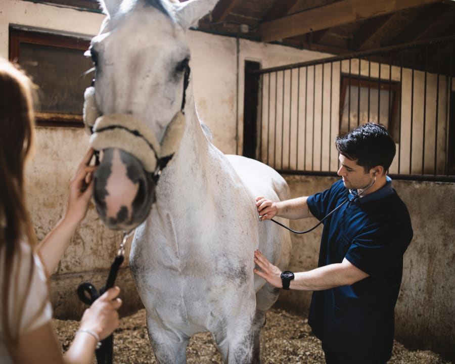 Equine Surgery, Sturgis Vets