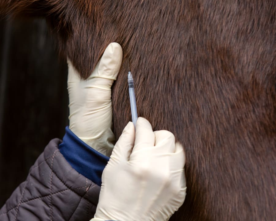 Equine Vaccination & Parasite Prevention, Sturgis Vets
