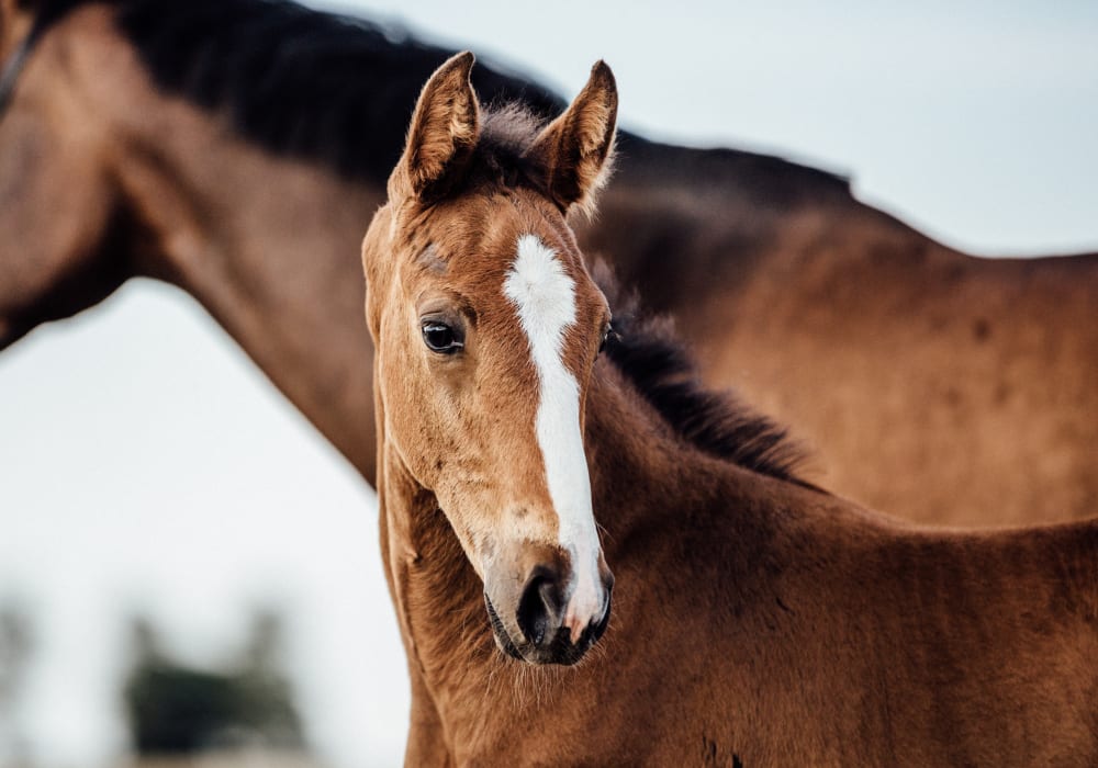 Welcome to Our Sturgis Veterinary Hospital & Equine Center