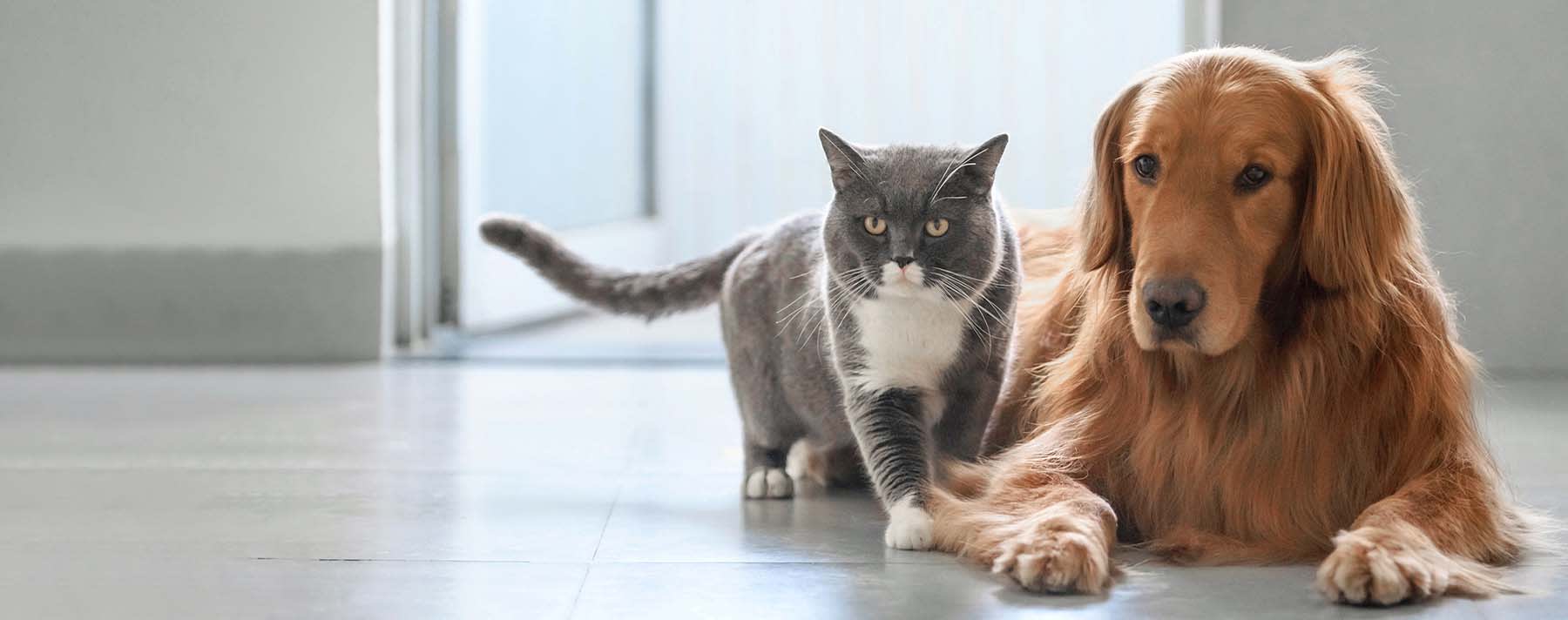 to Sturgis Veterinary Hospital & Equine Center Veterinarians